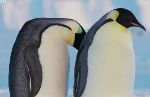 Penguen çiftinin kartopuyla ebeveynlik antrenmanı