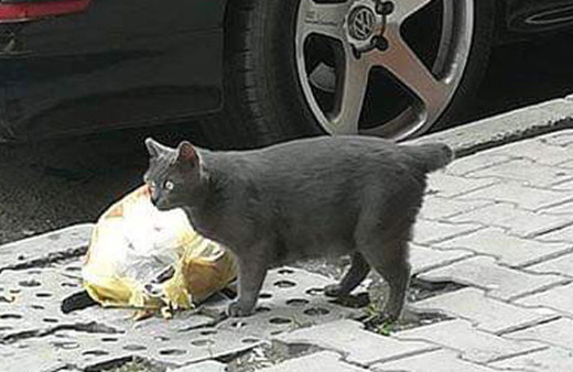 Sultangazi'de kedilere yönelik vahşet büyü yapmak için kuyruklarını kesiyorlar