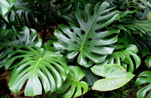 Deve tabanı (monstera) bitkisinin bakımı ve püf noktaları