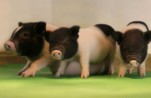 Genetiği değiştirilmiş domuzlar organ nakli için kullanılacak