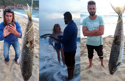 Alanya sahillerinde korkutan canavar! Siyanürden 50 kat daha zehirli