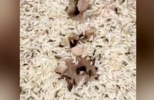 Karıncalar yuvalarından çıkardı! Bu davranışları merak konusu oldu