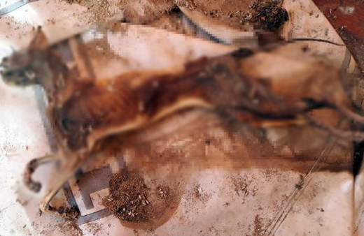 Tek kelime ile vahşet kediyi yaktılar