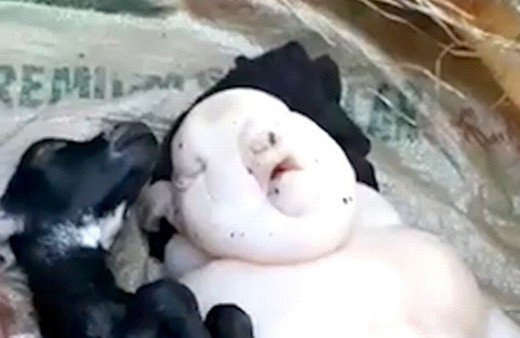 Keçinin yavrusuna bakın insan mı domuz mı belli değil!