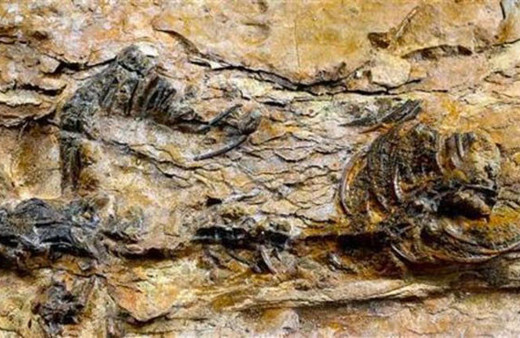 Dünyanın en küçük dinozor ayak izleri keşfedildi