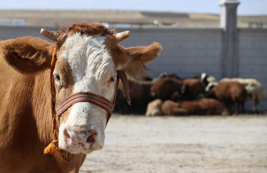 Çanlar hayvancılık sektörü için çalıyor