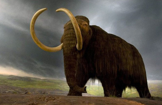 İçine define saklanmış bir Mamut'a ait kafatası keşfedildi