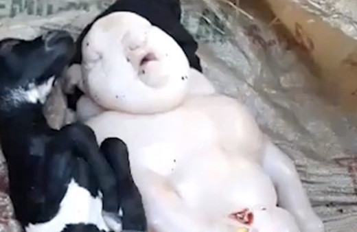 Yarı insan yarı domuz doğurdu! Görenler çığlık çığlığa kaçtı