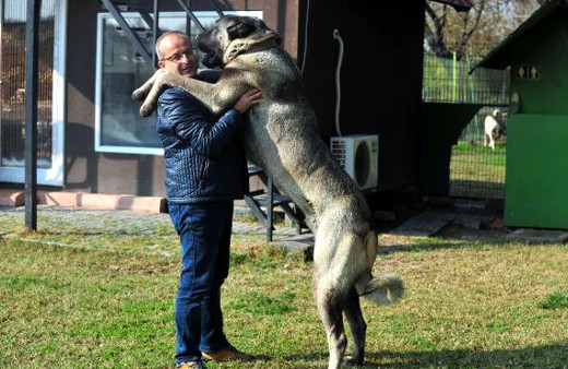 Otomobil fiyatına Kangal köpeği! Yaşını duyan şaştı kaldı