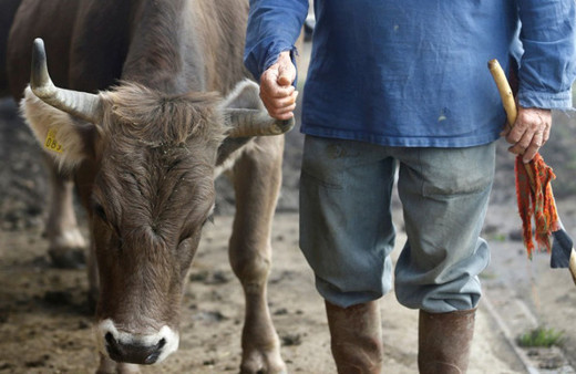 İneklerin boynuzları için referandum yapılacak Kararı İsviçre halkı verecek