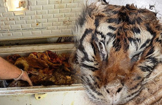 Elektrikli testereyle kaplan vahşeti! 25 bin dolara satacaklardı