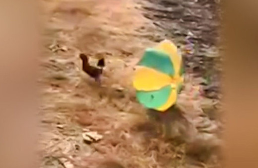 Tavuğa paraşüt bağlayıp uçaktan attılar! 