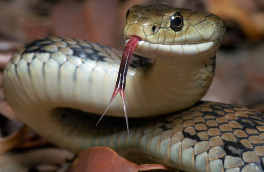 Yılanlar hakkında bilmediğiniz 15 gerçek