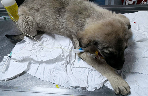 Belediye Başkanı makam aracını yaralı köpeğe tahsis etti!