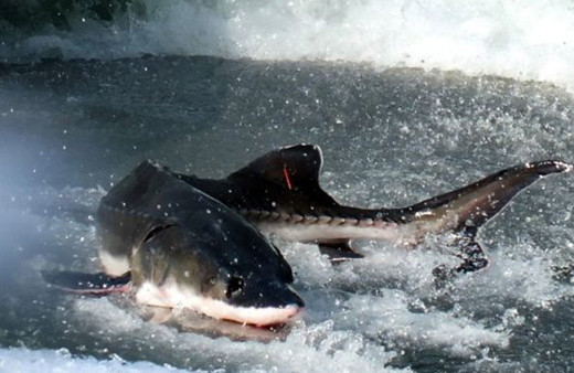 Çin'den alkışlanacak hareket inşaat balıkların ölümüne neden olunca sonlandırıldı