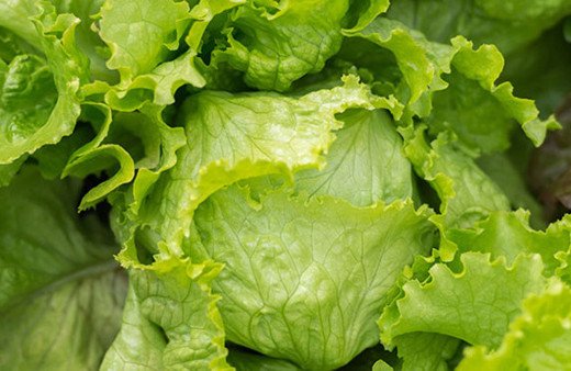 Halka sakın marul yemeyin uyarısı yapıldı