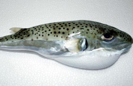  Akdeniz’de egzotik istila ölümünüze neden olabilir