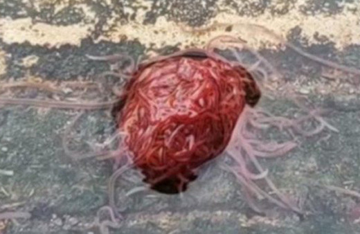 Görenler ne olduğunu çözemedi! ‘Lağım canavarı’