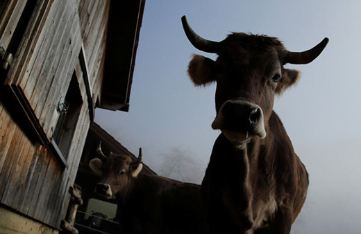 İnekler boynuzlu mu boynuzsuz mu olacak anketi bitti