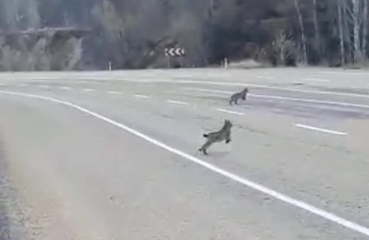 Sivas'ta 3 vaşak aynı anda görüntülendi