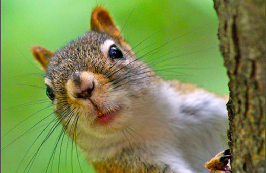 Stok mevsimi sincapların zekalarını arttırıyor