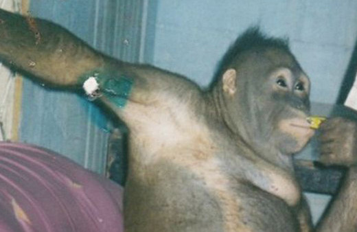 Kan donduran olay! Orangutanı genelevde çalıştırmışlar