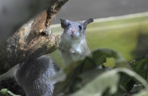 Dünyada sadece Mersin'de var! Anadolu dikenli faresi koruma altında
