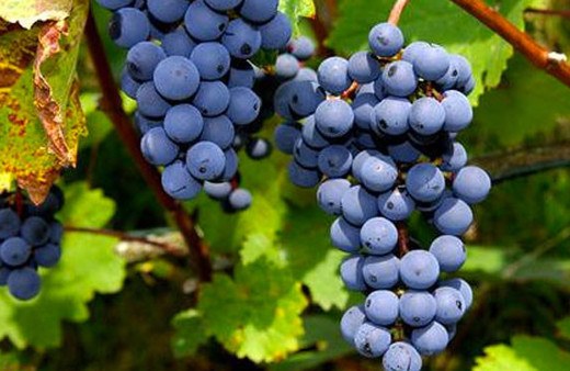 Siyah üzüm çekirdeğinin faydaları saymakla bitmiyor!