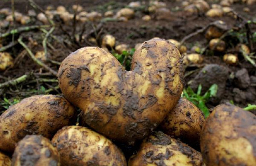 Patates tarlaları çamur oldu fiyatlar fırladı işte son rakam