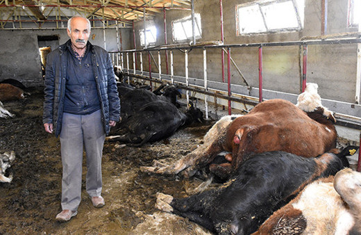 Ahırın kapısını açtıklarında şoke oldular! 21 büyükbaş...