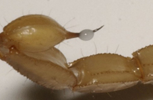 Litresi 10 milyon dolar İş adamları onun için biraraya geldi