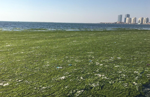 Bu görüntü vatandaşı alarma geçirdi Deniz yeşile büründü