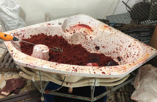 Mideniz kaldırıyorsa içmeye devam edin! 850 kilo birden yakalandı...