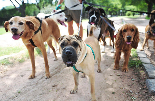 Gündüzleri köpek gezdirmek artık yasak