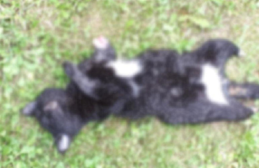 Bunu yapan insan olamaz! Ayaklarını kesmişler