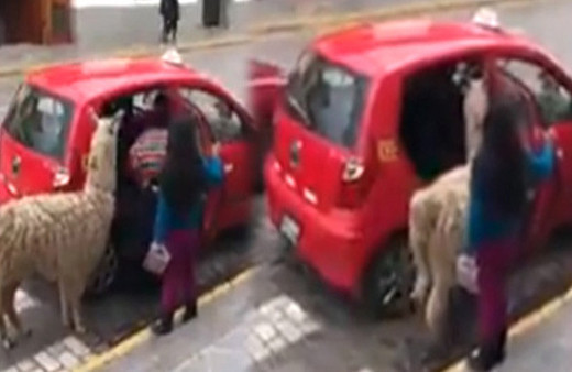 Lamanın taksi merakı görenleri hayrete düşürdü