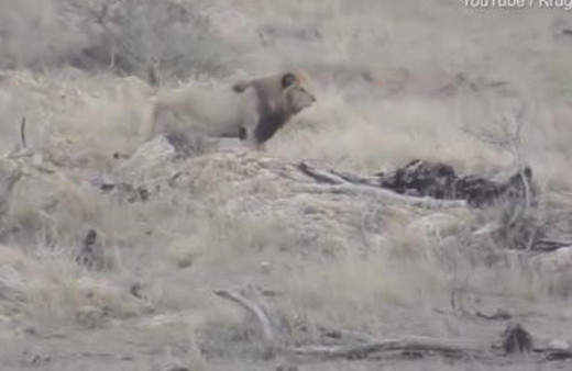 Erkek aslan öyle bir şey yaptı ki!