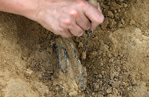 Kenya'da yaşamış en küçük maymun fosili bulundu