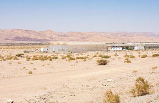 Deniz suyu ile çölde tarım yapılabilir mi?