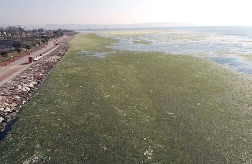 İzmir Körfezi'nde yürüyenleri şoke eden uyarı