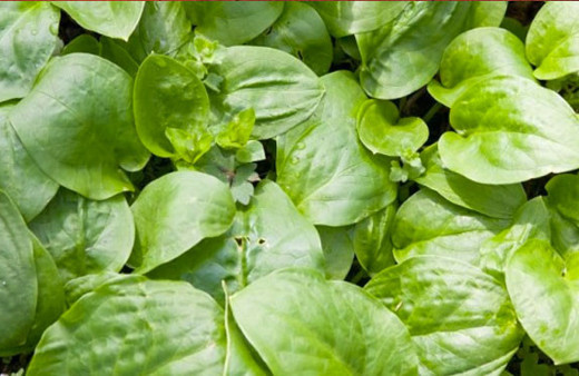 Sinir Otu'nun hiç bilinmeyen faydaları