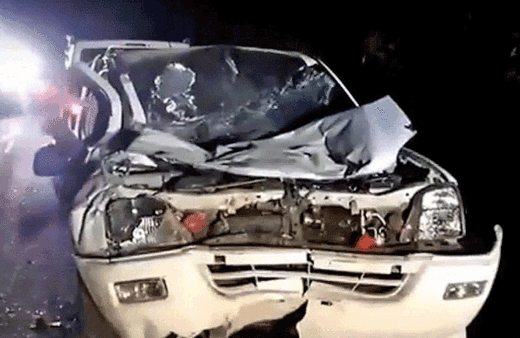 Devasa fil hem aracı hem sürücüyü ezdi