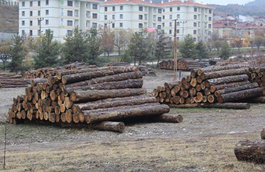 Kuzuyu kurda teslim etmişler ormanı koruyacaktı talan etti