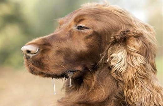 Bu uyarı köpek sahipleri için Salyasına dikkat edin