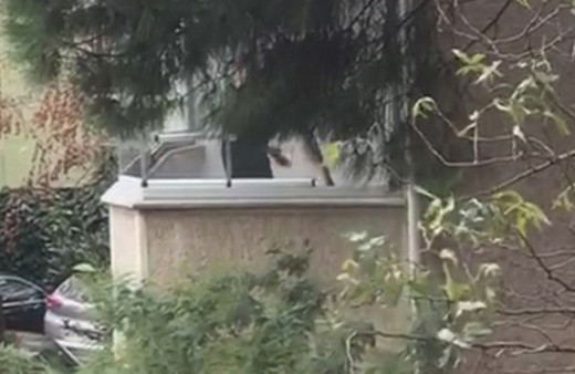 Balkonda köpeğini öldüresiye dövdü! İsyan ettiren görüntüler