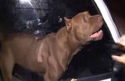 Pitbull besleyene 6 bin 306 lira ceza ve el koyma kararı