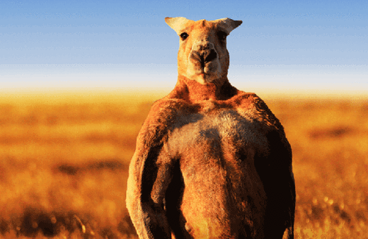 Kasları ile efsane kangurudan kötü haber