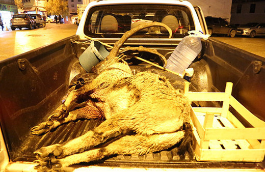 Koruma altındaki yaban keçisini avlayan 2 kişi hakkında yeni gelişme!