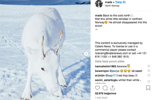 Nadir görülen beyaz Ren geyikleri fark etmek mümkün değil