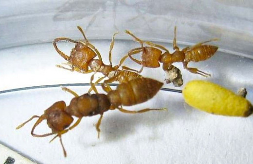 Saatte 320 km hızla ısıran karıncayı dünyada geçen yok